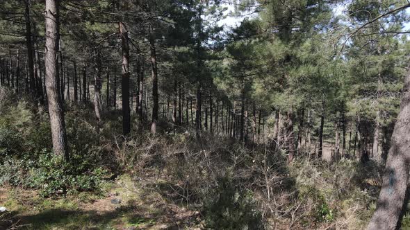 Aerial Environment Natural Trees alt