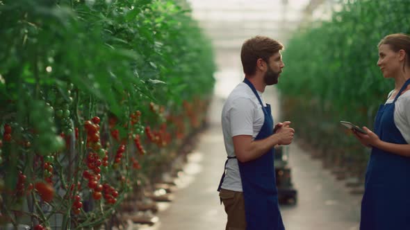 Two Farmer Workers Inspecting Organic Tomatoes Growing in Modern Greenhouse alt