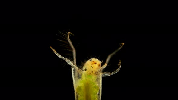 Trichoptera Larvae Under the Microscope, Movement of the Caddis Larva in a Protective Tubular House alt