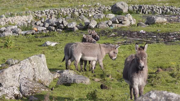 Funny Donkeys in a Field in Killarny Ireland