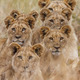 African Lion - PhotoDune Item for Sale