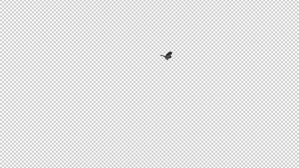 Eurasian Jackdaw - Bird Flying Around - Transparent Loop