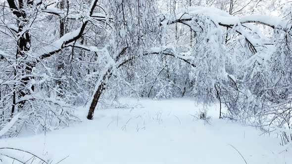 Snowy winter forest. Span between village on drone copter.