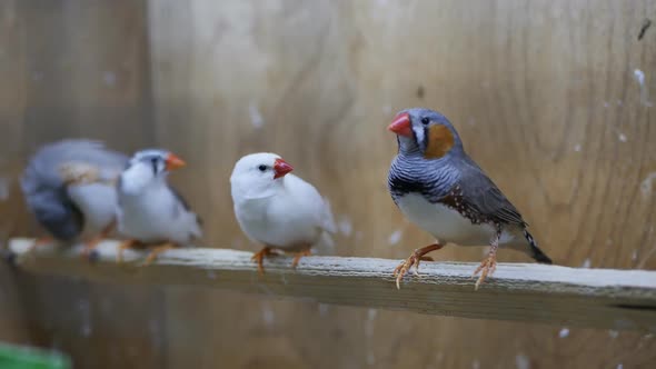 Japanese Finches Four Birds Stand on a Stick in a Pet Shop or Zoo Cage