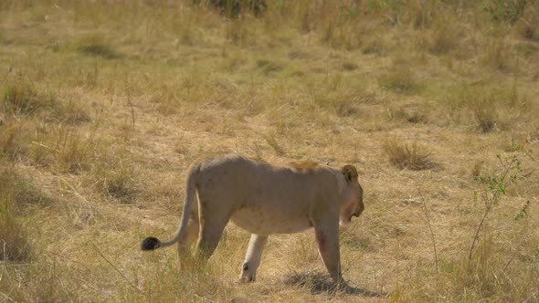 Pregnant lioness walking in the savannah alt