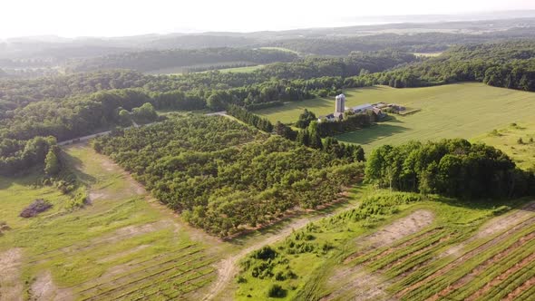 Green Cherry Trees On The Enormous Cherry Orchard In Leelanau County, Traverse City, Michigan - aeri alt