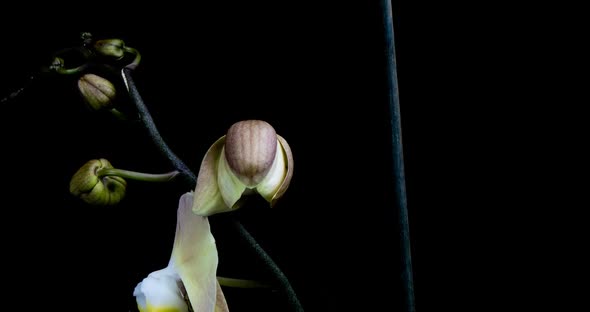 Timelapse of Opening Orchid  on Black Background alt