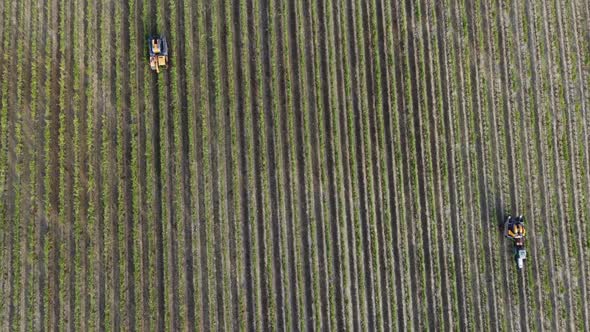 Vine Harvesters At Work