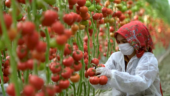 Farmers Working In Greenhouses alt