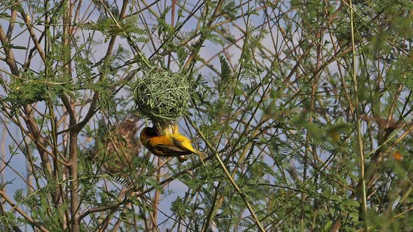 Northern Masked Weaver, ploceus taeniopterus, Male and Female standing on Nest, in flight alt