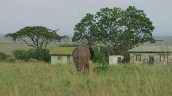 Elephant near buildings alt