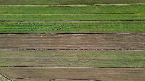 Drone view of cows on green and brown fields