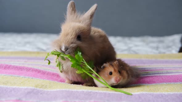 Cute Pets Rabbit and Hamster Sit on the Bed and Eat Parsley