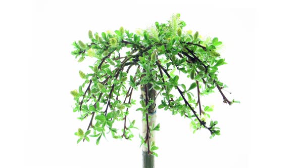 Time-lapse of growing bonsai arbuscula tree alt