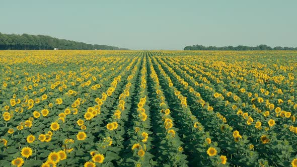 Drone Flight Over a Field of Flowering Sunflowers alt