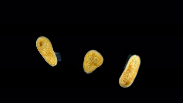 Zoanthella Larvae Under the Microscope, Phylum Cnidaria, Most Likely Coral Larva alt
