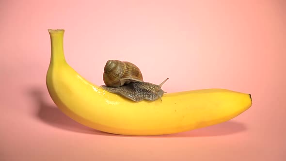 Snail Crawling on a Banana