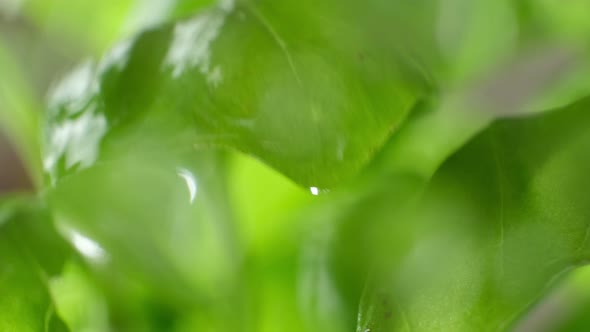 Water Drops Coming Down  From Fresh Basil Leaves, Macro Video. Basil Bush Watered.