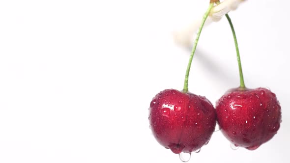 Macro Shot of Ripe Juicy Dark Red Cherries Rotating on White Background alt