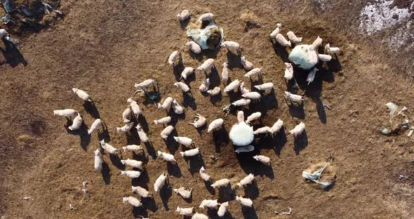 Aerial Drone View of Sheep alt