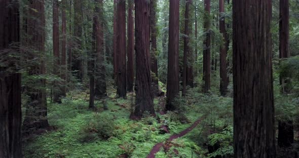 Flying sideways through redwood forest