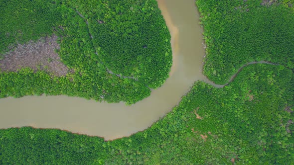 Top view of winding river in tropical mangrove trees alt