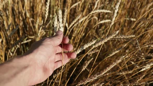 Male Hand of the Farmer Touching and Caressing Spikes of the Golden Wheat