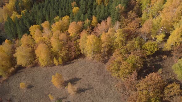 Autumn forest from above alt