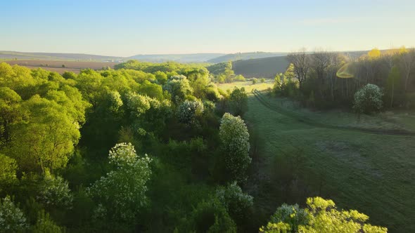 Aerial View of Woodland with Fresh Green Trees in Early Spring at Sunset alt