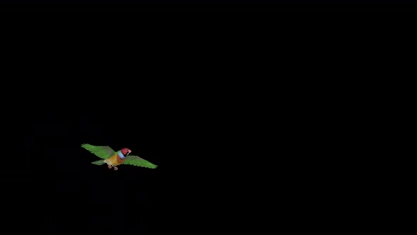 Rainbow Finch Bird - Flying Over Screen - I -  Alpha Channel
