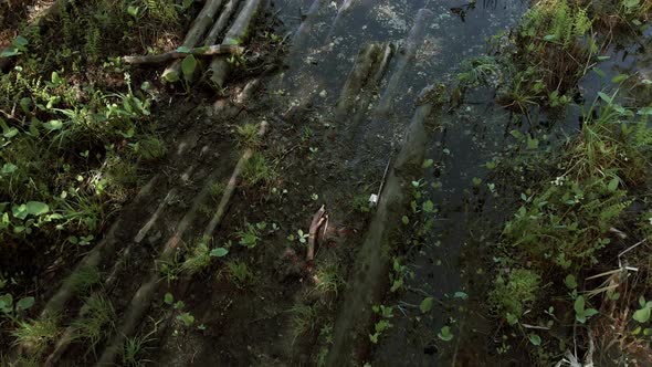 The Camera Flies Low Over the Wetlands Towards a Clean Lake.  alt