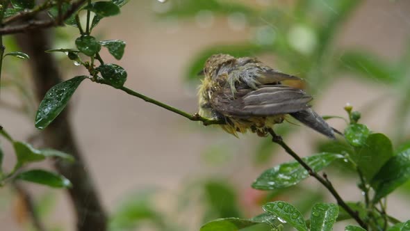 Baby birds are playing in the rain. The plumage feather is wet soaked with water droplets. alt