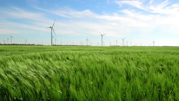 Group of windmills for electric power production in the green field of wheat alt