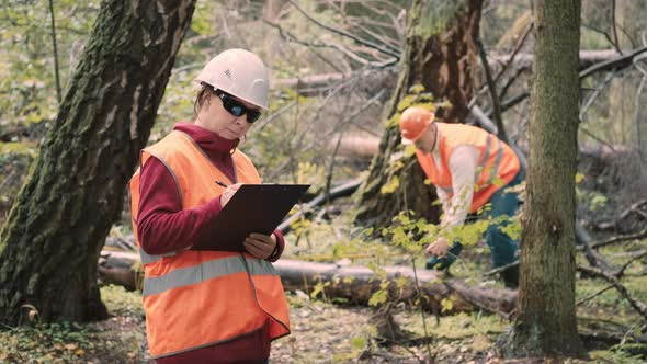 Woman and Man Ecologists Measure and Document Damage to Forest From Hurricane alt