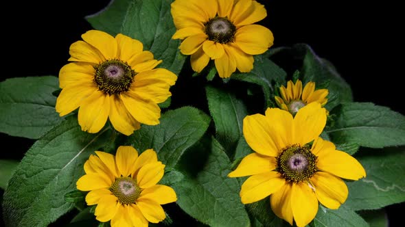 Yellow Flowers of Rudbeckia Plant Blooming in Timelapse On a Green Leaves Background alt