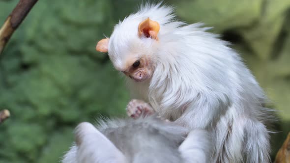 Silver marmoset Mico argentatus sits on a stick and looks for insects from its relative