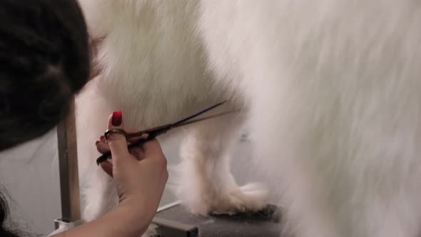 Closeup a Female Groomer Cuts with Scissors a Samoyed Dog in Groomer Salon alt