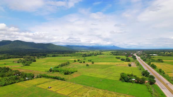 4K Aerial view of agriculture in rice fields for cultivation. alt