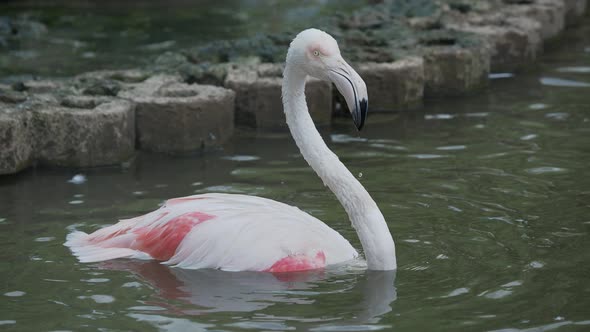 The Greater Flamingo, Phoenicopterus Roseus, Bathing in Pond, Big Pink Graceful Bird alt
