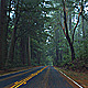 Forest Drive Forest Drive