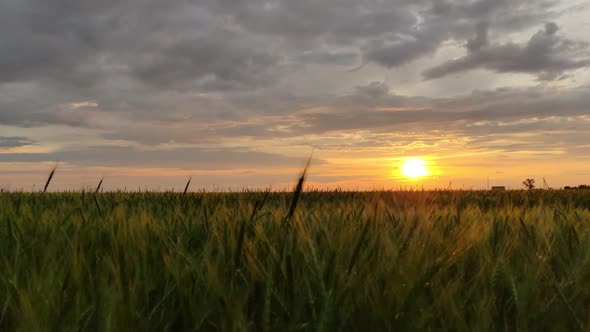 Romantic Sunset Over A Large Field Of Green Wheat In Summer. The Lights Of A Sun