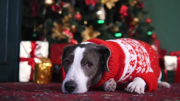 Dog In Christmas Sweater Lying Under Xmas Tree At Home. alt