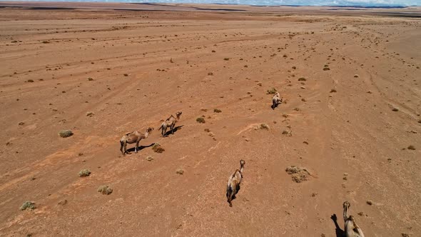 Group of Camels in the Mongolia Desert