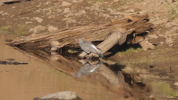 Two Northern Flickers Looking Around and Drinking From a Lake alt
