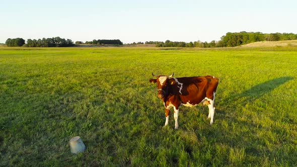 Drone footage of cow standing in the fields alt