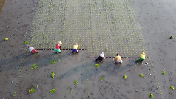 Aerial Planting Rice alt