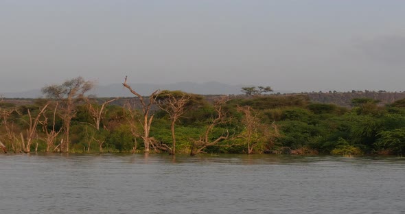 Baringo Lake Landscape Showing the Rise of the Waters with Dead Trees and Sunken Homes, Kenya alt