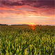 Wheat At Dawn Wheat At Dawn - VideoHive Item for Sale