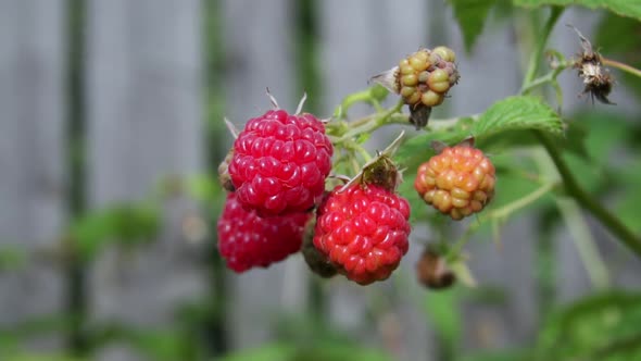 Garden Raspberries on a Sunny Summer Day the Period of Flowering and Ripening of Berries