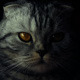 Serious Cat Serious Cat - VideoHive Item for Sale